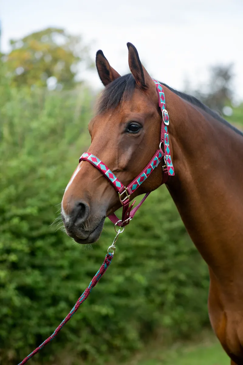 Hy Equestrian Woven Polo Head Collar And Lead Rope - Aqua/Fig-3